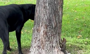 Dog and Squirrel Playing Cat and Mouse