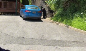 Bear Opens Car Door and Gets In