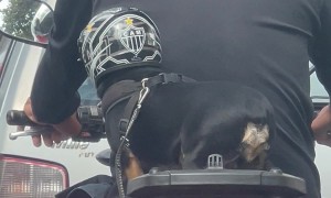 Motorcycle Puppy Wears Helmet And Seatbelt