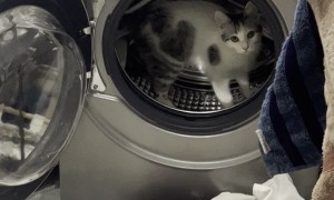 Cat Running in Washing Machine