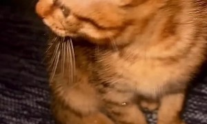 When Curiosity Ends in Sparkles