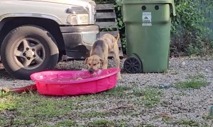 Dave's Latest Hobby? Extreme Pool-Relocation