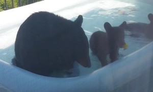 Mama Bear and Her Cubs Playing in Porch Kiddie Pool