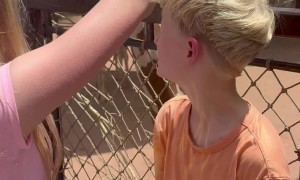 Creative Way to Feed a Giraffe at the Zoo