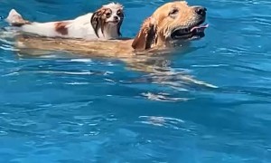 Pup Rides on the Back of a Golden Swimming