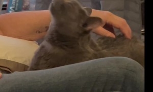 Cat Loves Hiney Scratches