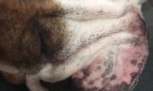 Bulldog’s Lips Tremble Along with Her Snores
