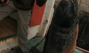Sea Lion Friend on the Boat Deck