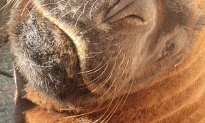 Scratchy Scratchy Wakey Wakey