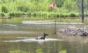 Canadian Moose Has A Splash