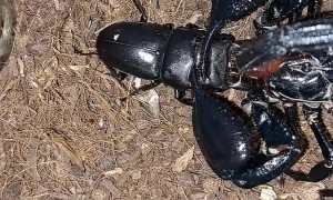 Scorpion Crushes Stag Beetle’s Head