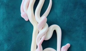 Hatchling Pythons Coiled Together