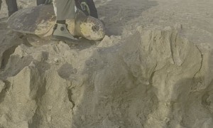 Lodged Loggerhead Turtle Helped Back To Sea