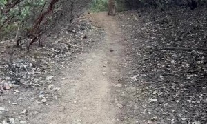 Close Encounter With a Mountain Lion