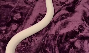 Ball Python Snake Sliding on Purple Blanket