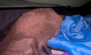 Sharing My Tent With a Kangaroo Joey