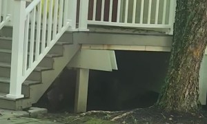 Black Bear Steals a Purse