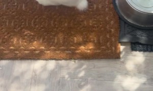 Bunny Takes The Cake