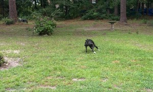 Brain to Legs Connection Went Out for a Second