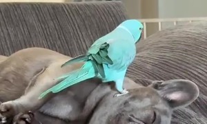 Parakeet Grooms French Bulldog