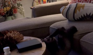 House Ferret Folds In Half