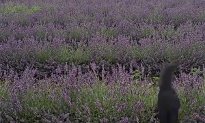 Cats Hop Through a Field of Lavender Flowers