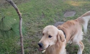 Golden Stoked on Large Stick Attached to Tree