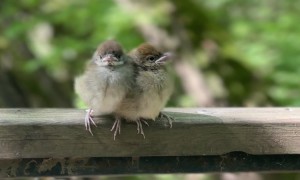 Conjoined Twin Sparrow Chicks