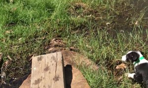 Puppy Learning How to Be an Adventure Dog