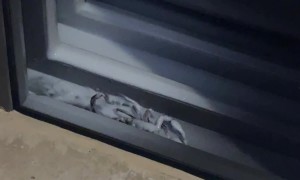 Large Scorpion Found in Airbnb