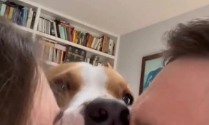 Pup Gets a Little Jealous