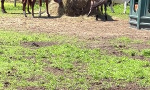 Gotta Scratch That Itch!