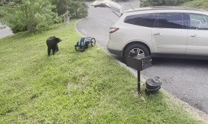 Bear Sneaks in a Car
