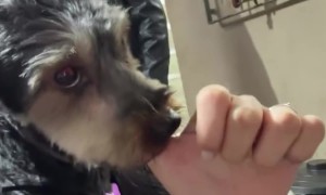 Puppy Gently Sucks On Person's Finger