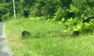 Playful Bear Cubs Cross Road With Mom