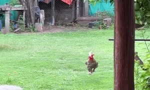 Rooster Romps Across Yard When Called