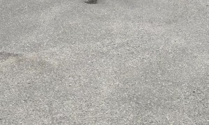 Rottweiler Skateboards on Rock