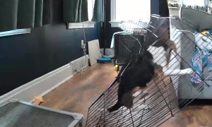 Worlds Worst Escape Artist