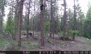 Cub Climbs Up a Tree