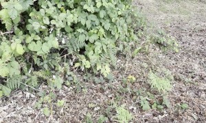 Bear Spotted at Burnaby, Central Park in British Columbia