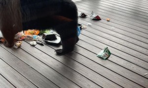Adorable Bear Cubs Try to Play on Porch Swing
