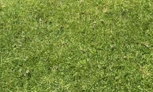 Golfer Takes A Barefoot Swim