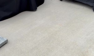 Patio Cockroach Gets Swooped