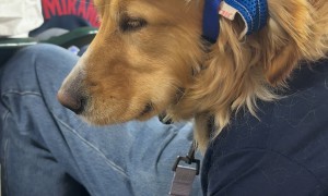 Golden Retriever Falls Asleep At Baseball Game