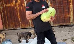 Man Caring for Stray Dogs in Iraq