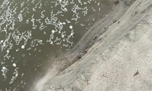 Man Falls Down Sandy Drop Off