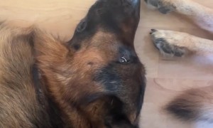Shepherd Gives Side Eye As Sleeping Sister Kicks Face