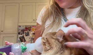 Cat Inhaler Chronicles