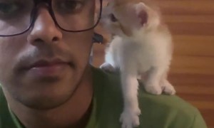 Kitten Looking at Its Human With Love