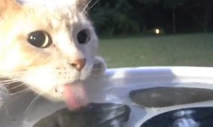 Cat Sneaks Drink From Birdbath